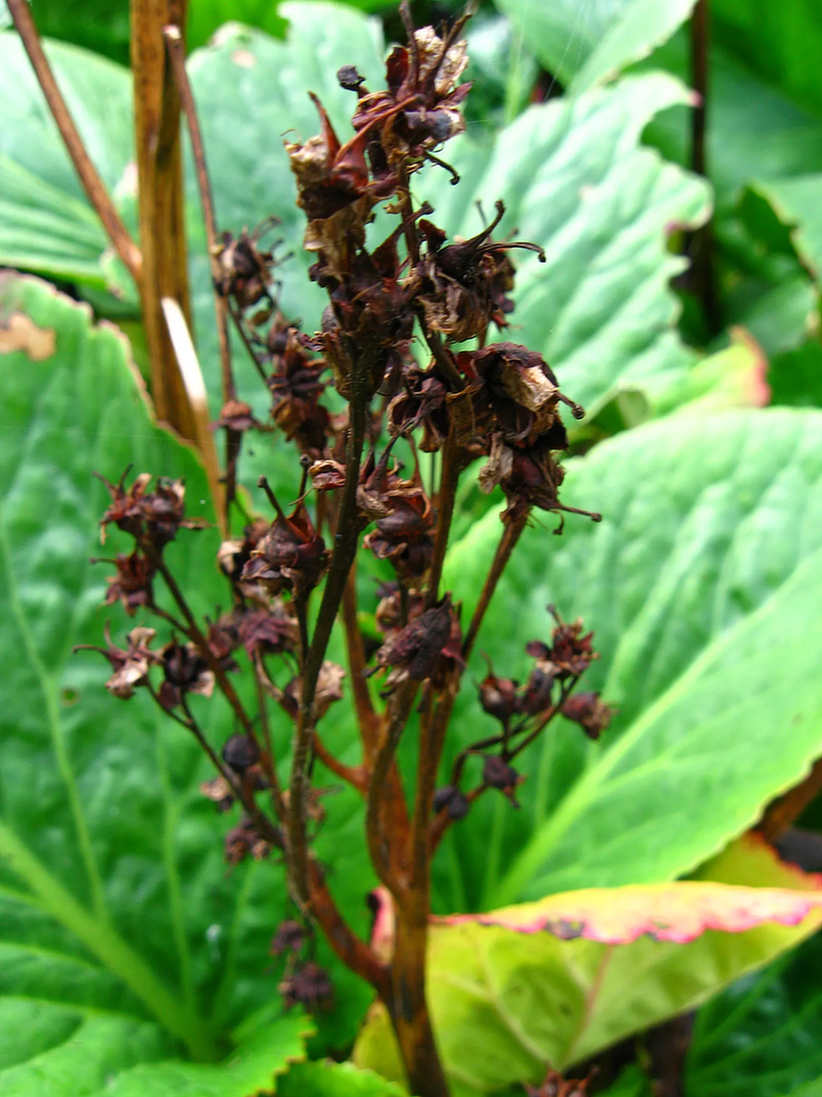 Heartleaf Bergenia (Bergenia Cordifolia) — scientifically known as Bergenia cordifolia; the waxy foliage transitions to a striking bronze-purple, image 64
