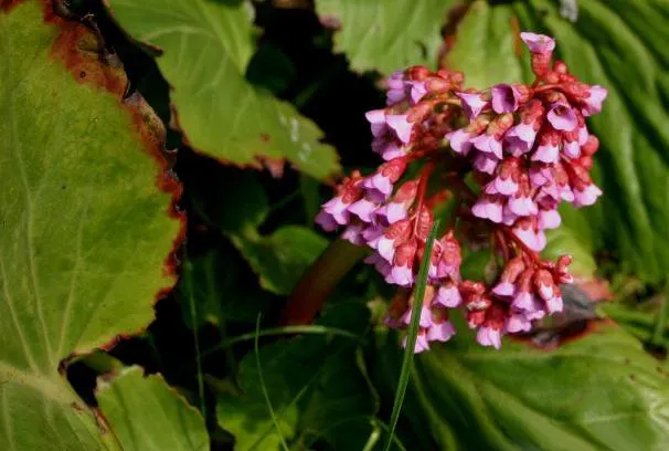 Heartleaf Bergenia (Bergenia Cordifolia) — upright stems that are typically about 12 to 18 inches tall
