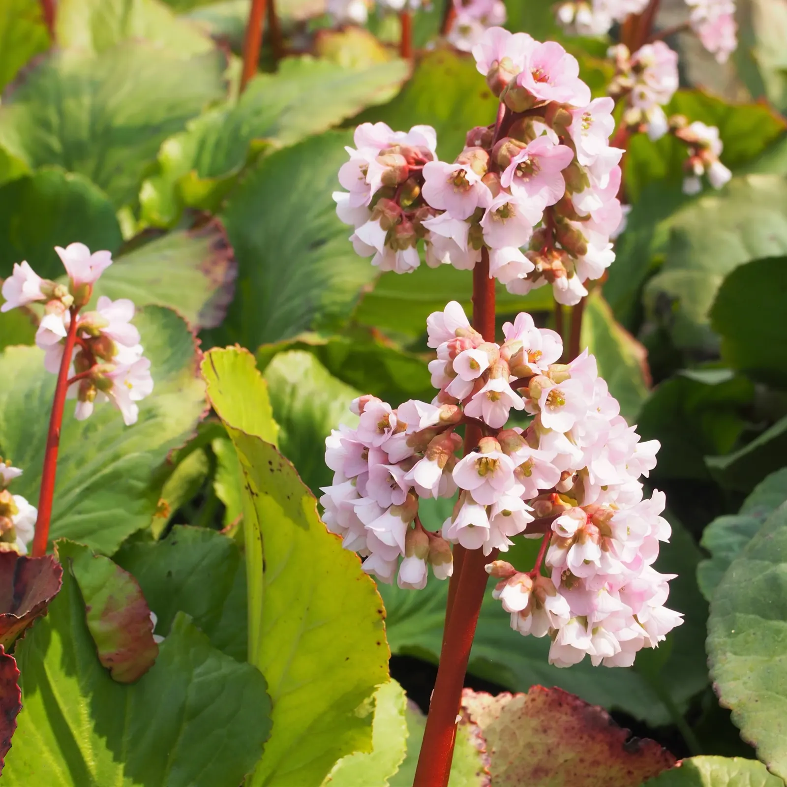 Heartleaf Bergenia (Bergenia Cordifolia) — ground cover / perennial with pink blooms; tolerating temperature ranges down to -30&deg;F