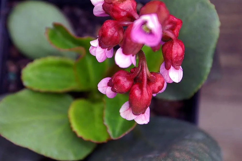 Heartleaf Bergenia (Bergenia Cordifolia) — The evergreen nature of Bergenia cordifolia makes it an ideal selection for year-round structure in borders