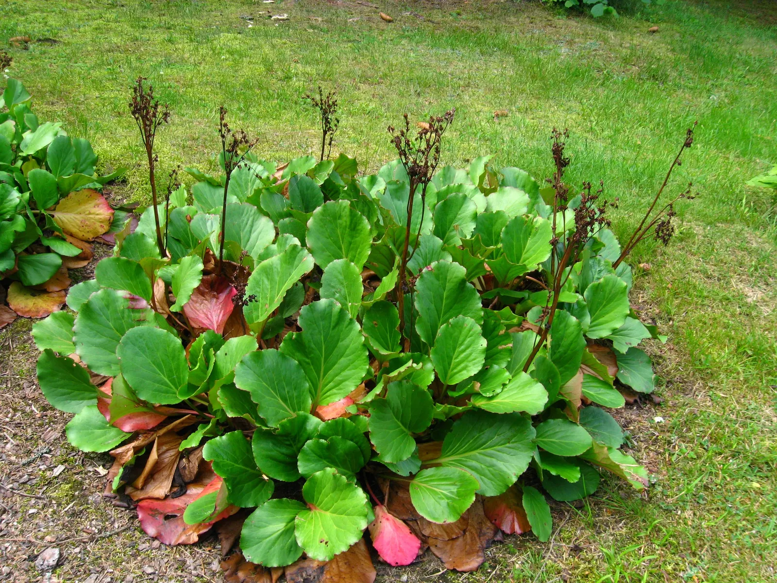 Heartleaf Bergenia (Bergenia Cordifolia) — The waxy foliage transitions to a striking bronze-purple hue in the fall; verdant texture to your garden