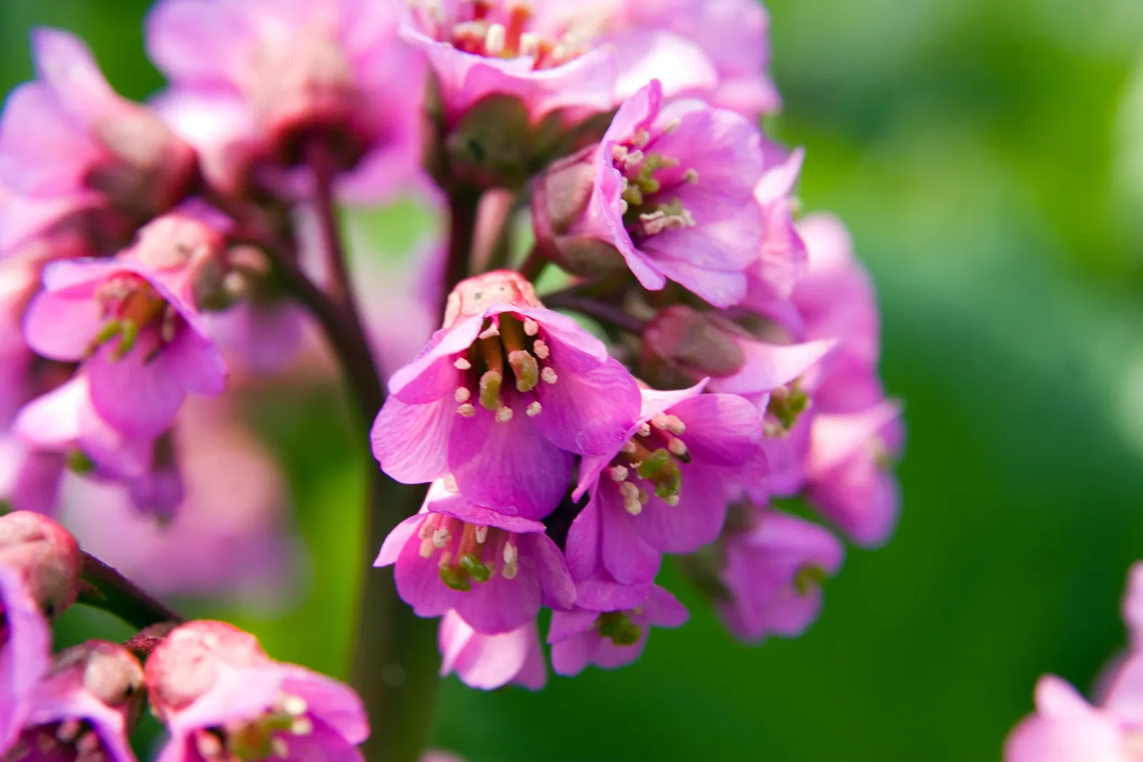 Heartleaf Bergenia (Bergenia Cordifolia) — It boasts thick, heart-shaped leaves reaching up to 8 inches across, with a leathery texture; providing aesthetic