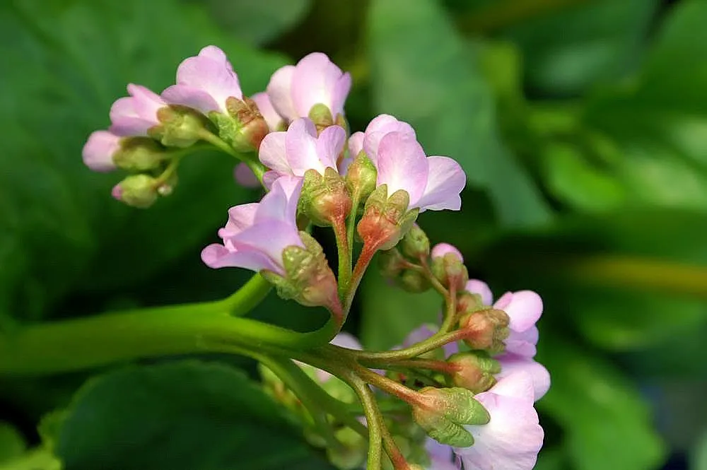 Heartleaf Bergenia (Bergenia Cordifolia) — which rise above the foliage on stout