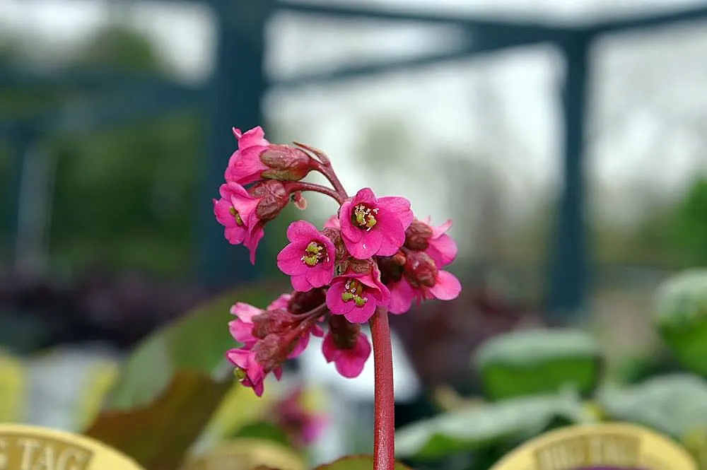 Heartleaf Bergenia (Bergenia Cordifolia) — Additionally, Bergenia cordifolia is low maintenance and resists most pests and diseases