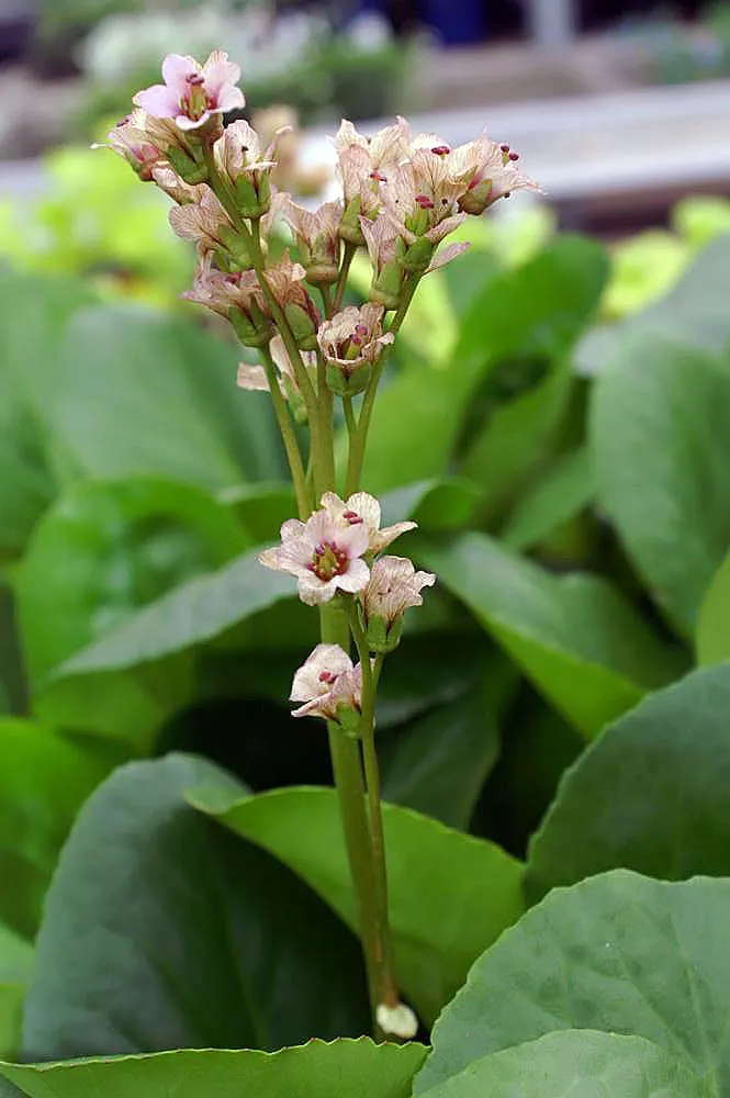 Heartleaf Bergenia (Bergenia Cordifolia) — heart-shaped leaves that can reach up to 6 to 8 inches in width and a similar length; allowing them to, image 66