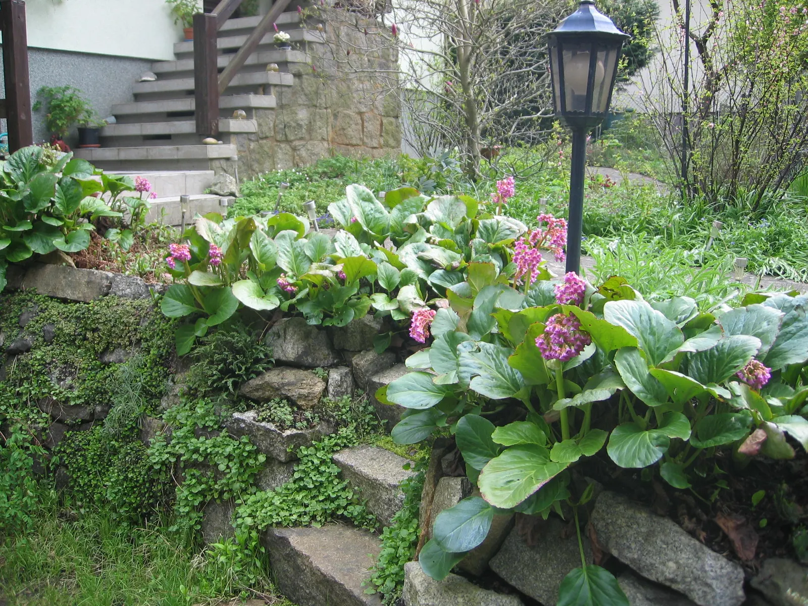 Heartleaf Bergenia (Bergenia Cordifolia) — In spring, erect flower stems rise to 12-18 inches, adorned with dense clusters of pink blossoms; this, image 61