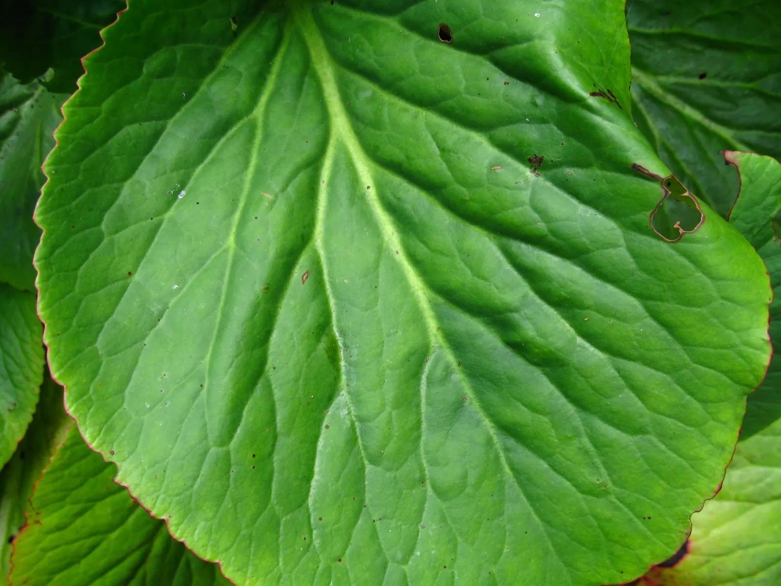 Heartleaf Bergenia (Bergenia Cordifolia) — clump-forming perennial that's a staple in many gardens due to its robust nature and year-round interest; heartleaf