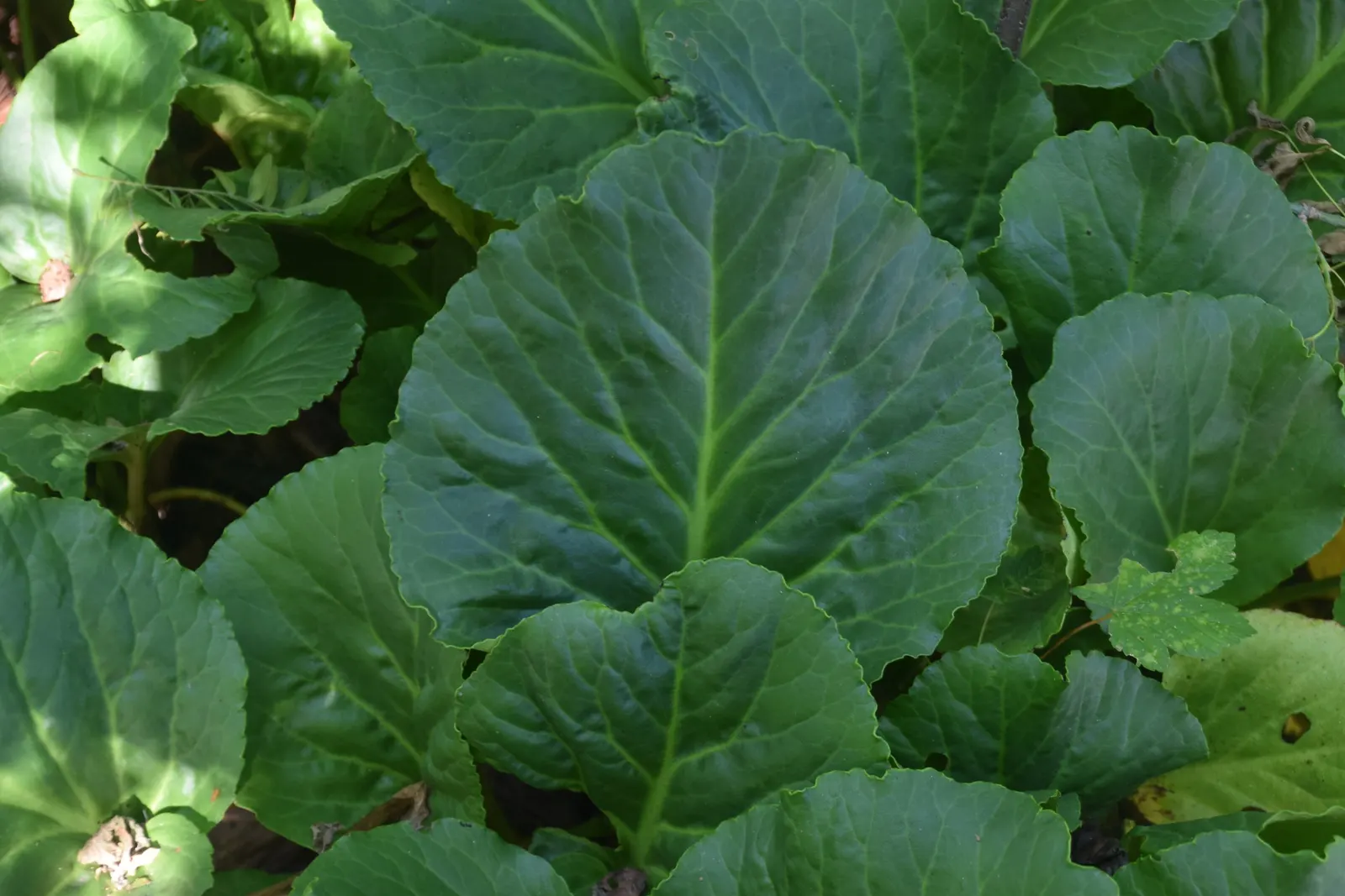 Heartleaf Bergenia (Bergenia Cordifolia) — upright stems that are typically about 12 to 18 inches tall; heart-shaped leaves that can reach up to 6 to 8 inches