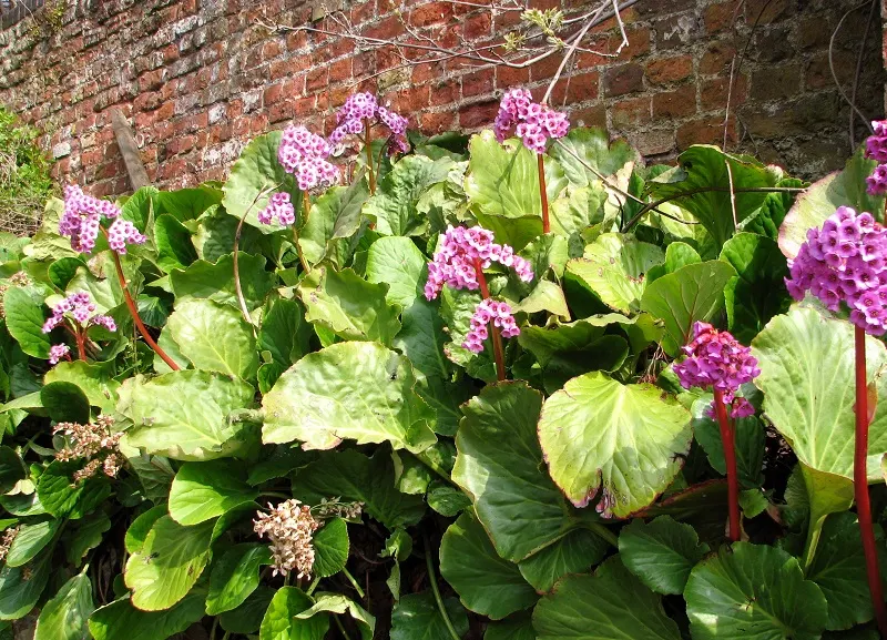 Heartleaf Bergenia (Bergenia Cordifolia) — Heartleaf Bergenia prefers a location with partial to full shade and well-draining soil