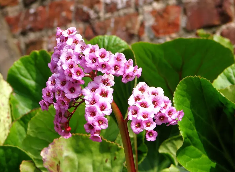 Heartleaf Bergenia (Bergenia Cordifolia) — thus supporting local ecosystems.<br><br>For optimal growth