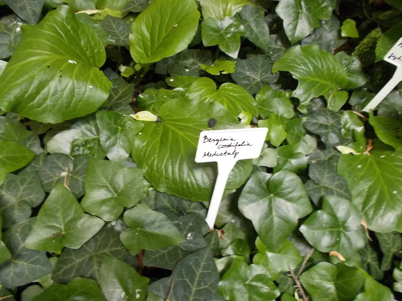 Heartleaf Bergenia (Bergenia Cordifolia) — Bergenia cordifolia, commonly known as Heartleaf Bergenia, is an evergreen perennial; hardy in zones, image 59