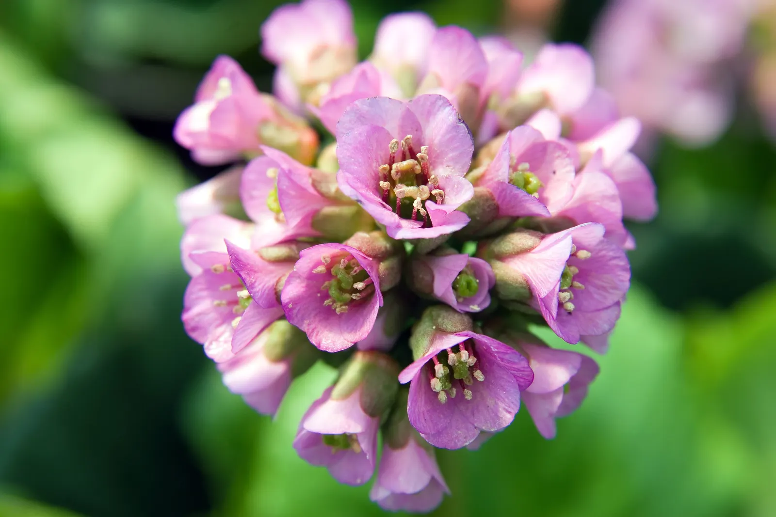 Heartleaf Bergenia (Bergenia Cordifolia) — ground cover / perennial with pink blooms