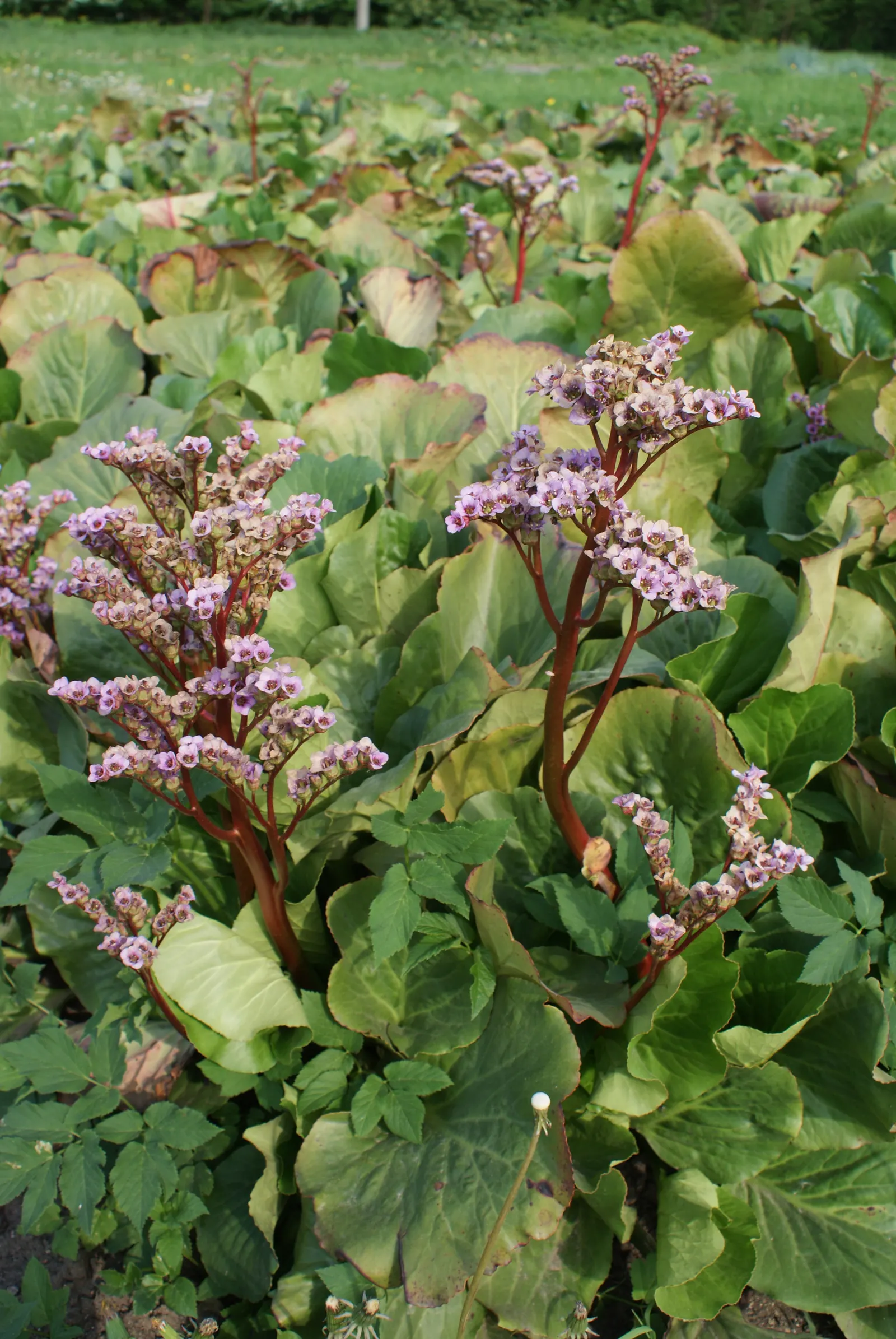 Heartleaf Bergenia (Bergenia Cordifolia) — Ideal for ground cover or border fronts; in spring, erect flower stems rise to 12-18 inches, adorned with dense