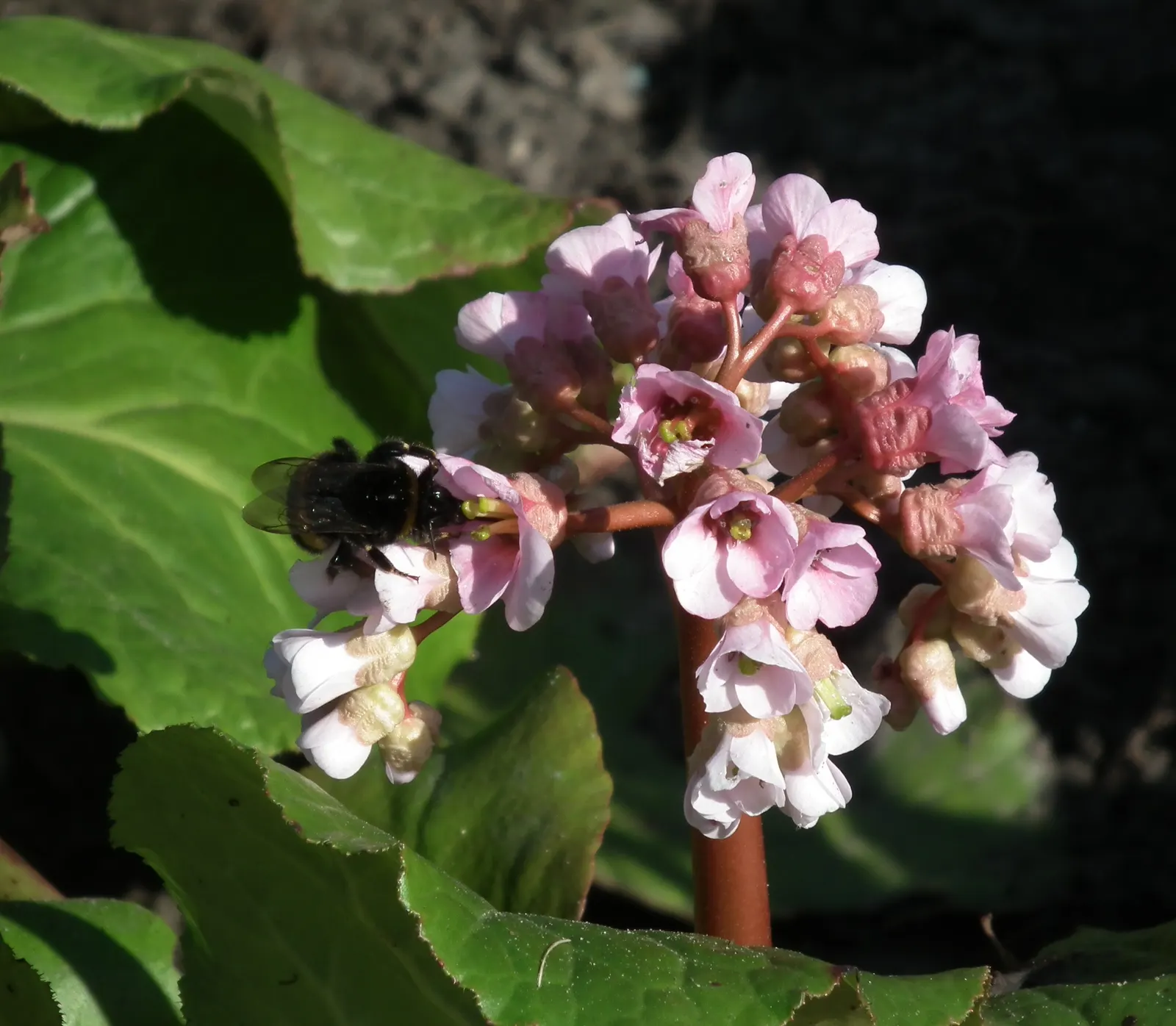 Heartleaf Bergenia (Bergenia Cordifolia) — thus supporting local ecosystems.<br><br>For optimal growth; when planning your garden