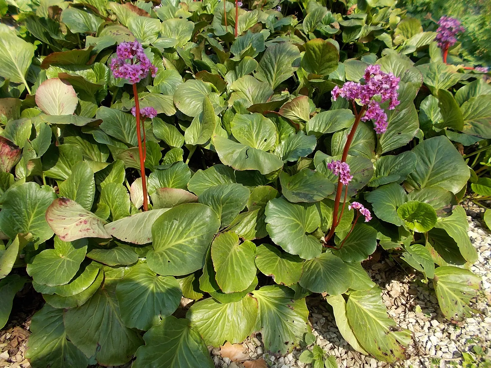 Heartleaf Bergenia (Bergenia Cordifolia) — scientifically known as Bergenia cordifolia; the waxy foliage transitions to a striking bronze-purple hue in the fall
