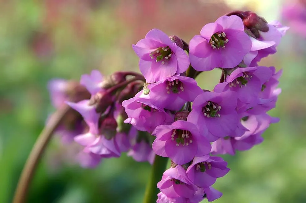 Heartleaf Bergenia (Bergenia Cordifolia) — making it an excellent choice for gardens in USDA Hardiness Zones 3 through 8