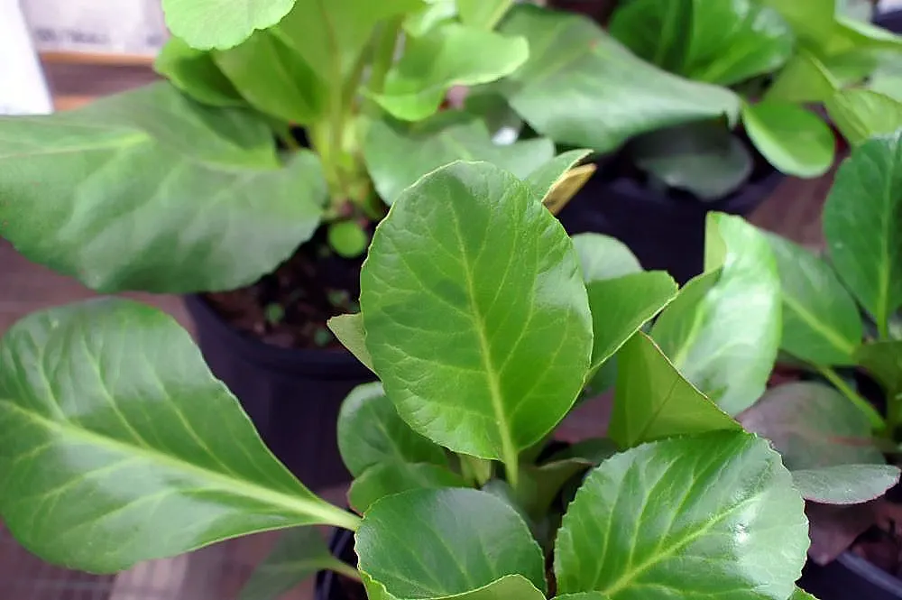 Heartleaf Bergenia (Bergenia Cordifolia) — or as part of a woodland garden