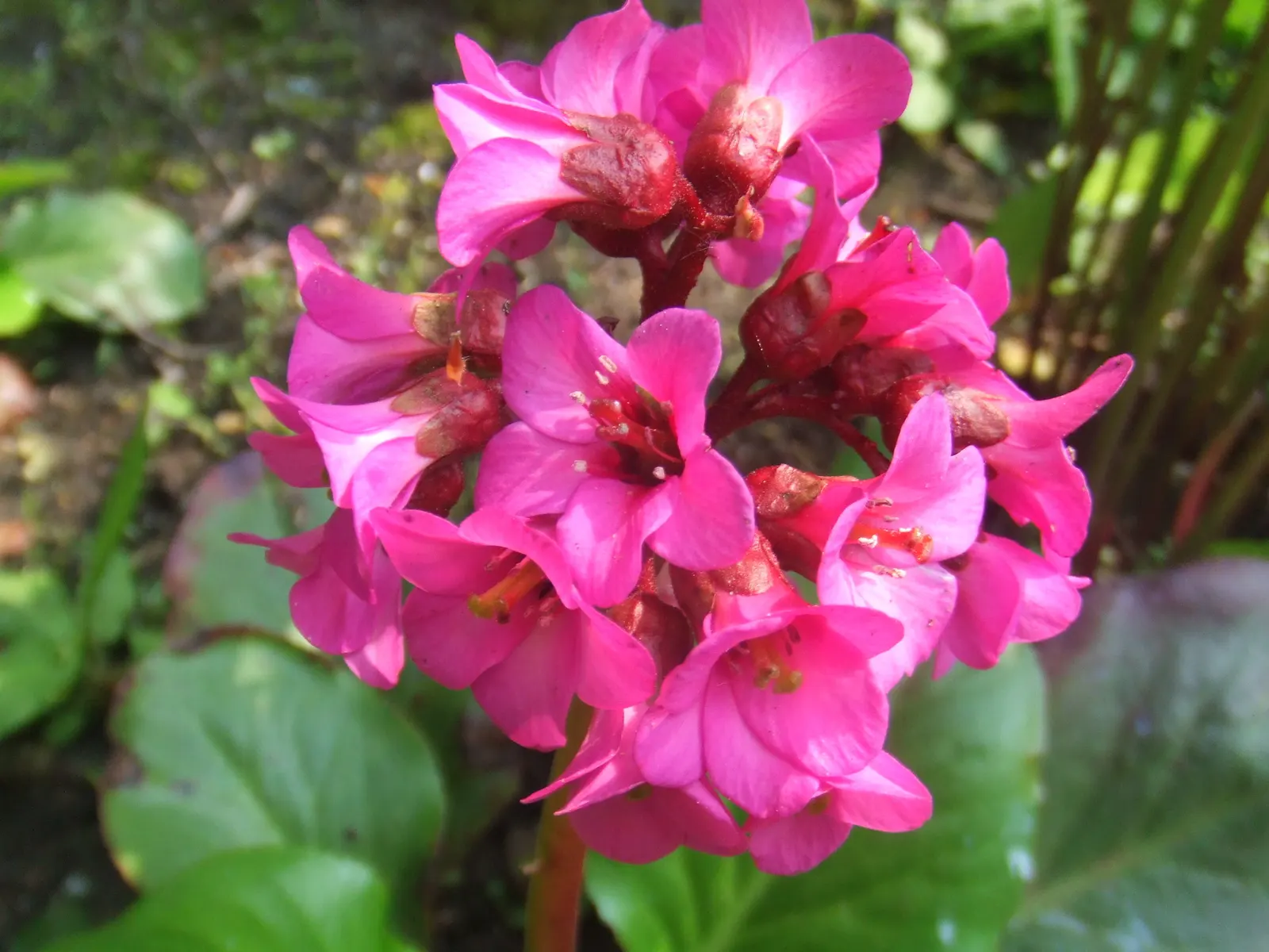 Heartleaf Bergenia (Bergenia Cordifolia) — Hardy in zones 3-8, it thrives in part shade and moist, well-drained soil; the evergreen nature of Bergenia