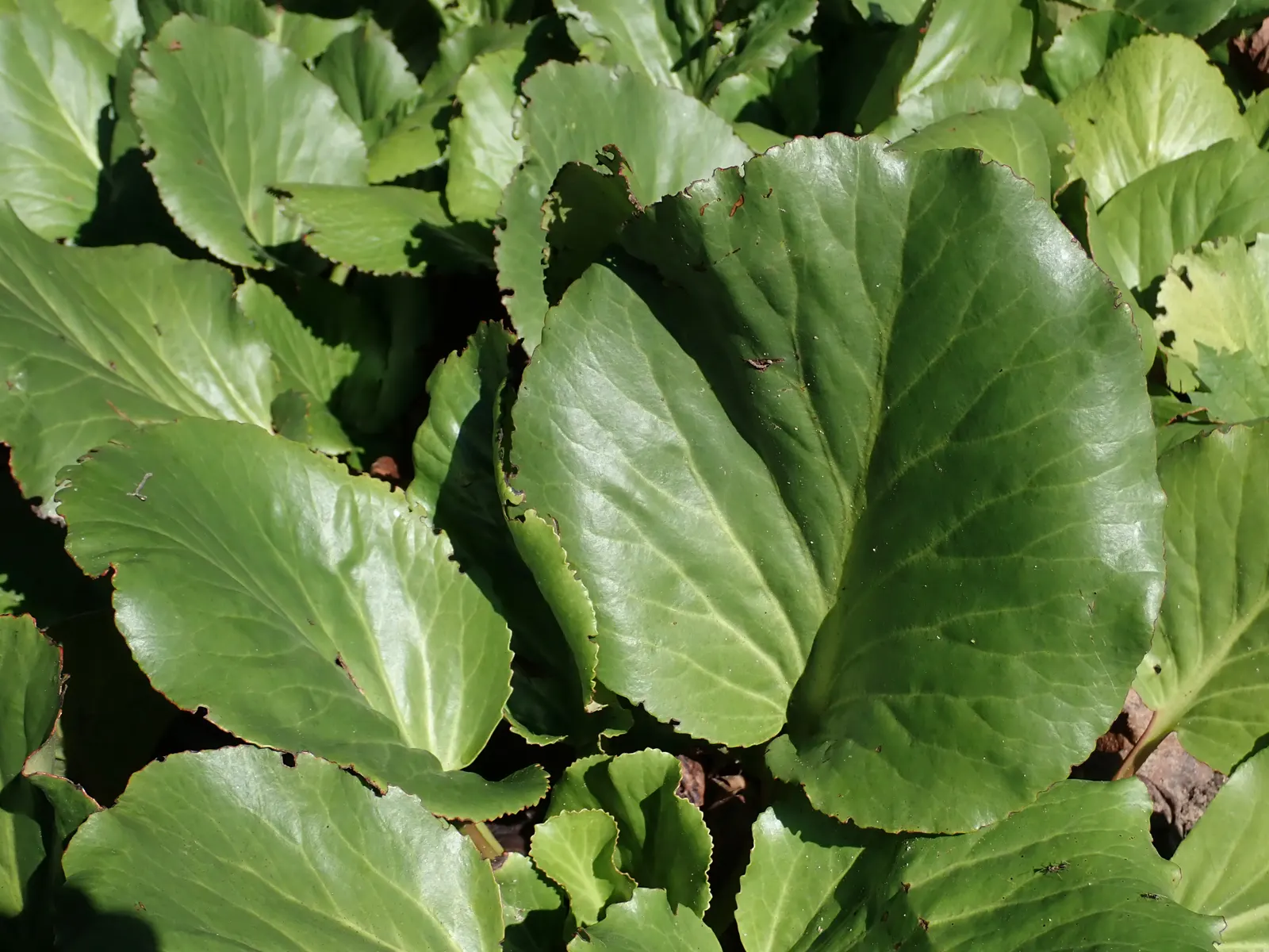 Heartleaf Bergenia (Bergenia Cordifolia) — or as part of a woodland garden; ideal for ground cover or border fronts