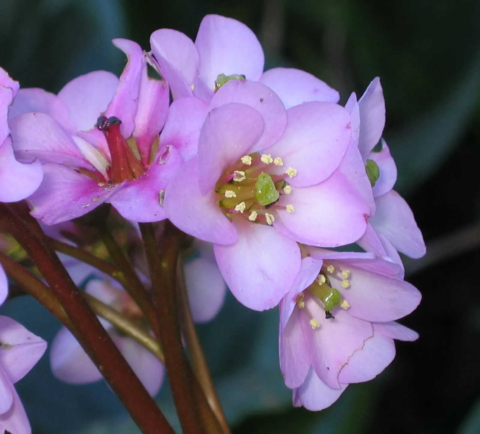 Heartleaf Bergenia (Bergenia Cordifolia) — Bergenia cordifolia, commonly known as Heartleaf Bergenia, is an evergreen perennial; hardy in zones 3-8, it thrives