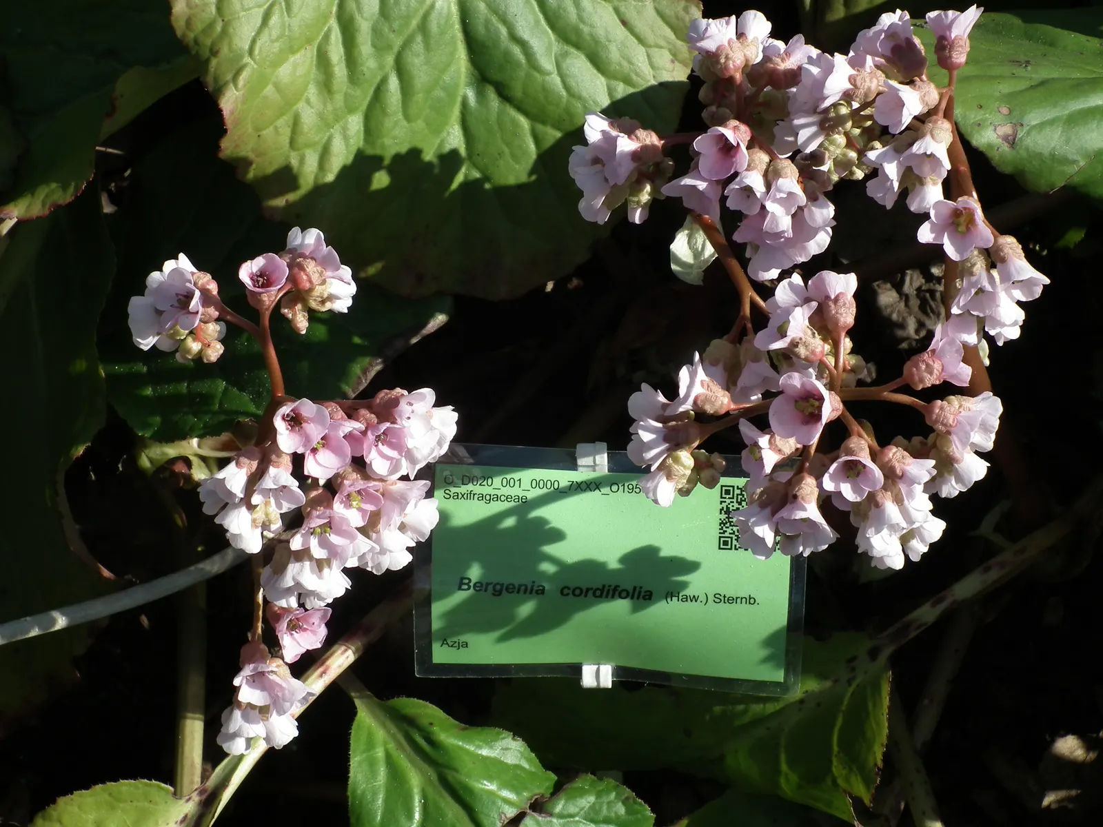 Heartleaf Bergenia (Bergenia Cordifolia) — making it an excellent choice for gardens in USDA Hardiness Zones 3 through 8; additionally, Bergenia cordifolia is