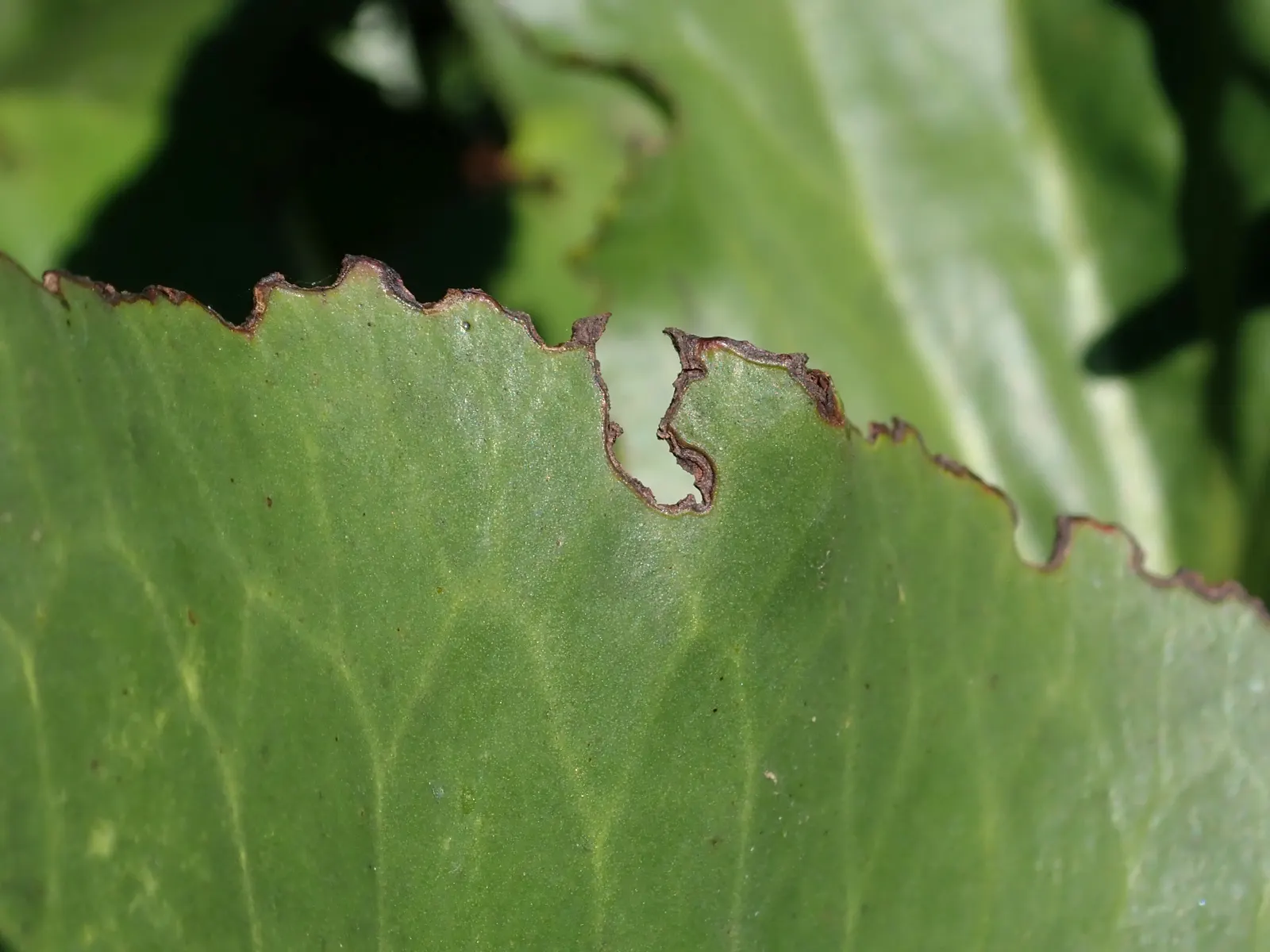 Heartleaf Bergenia (Bergenia Cordifolia) — Bergenia cordifolia produces dense clusters of bell-shaped flowers in shades of pink; space these perennials about