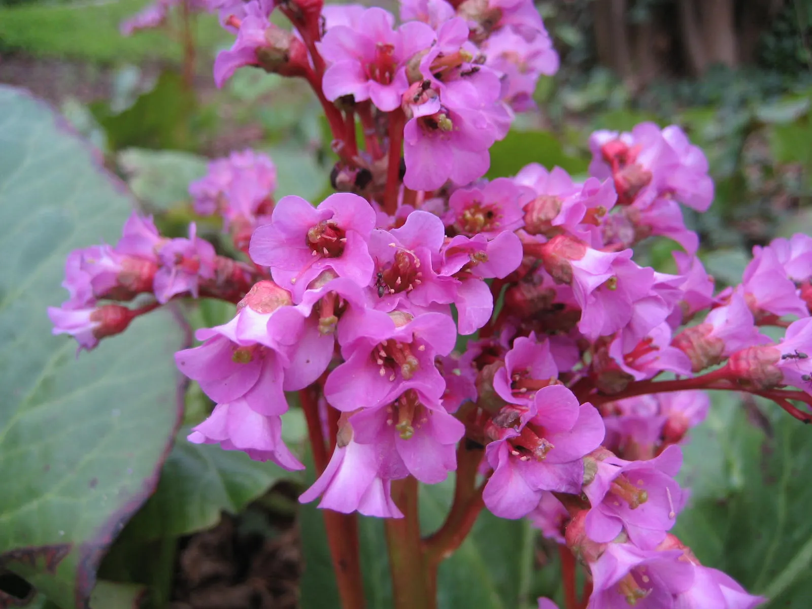 Heartleaf Bergenia (Bergenia Cordifolia) — This plant is known for its durability; clump-forming perennial that's a staple in many gardens due to its robust