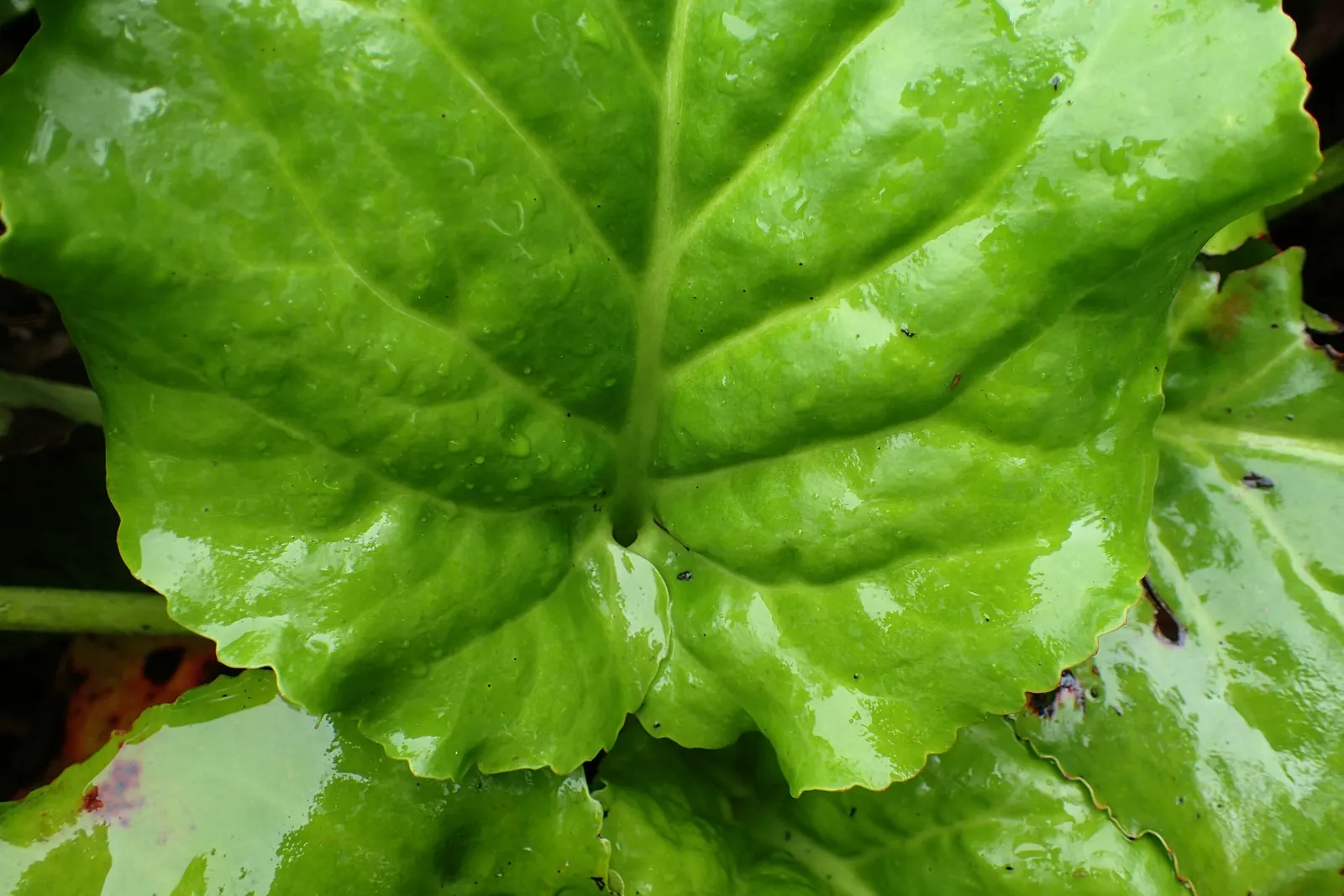 Heartleaf Bergenia (Bergenia Cordifolia) — which rise above the foliage on stout; bergenia cordifolia, commonly known as Heartleaf Bergenia, is an evergreen