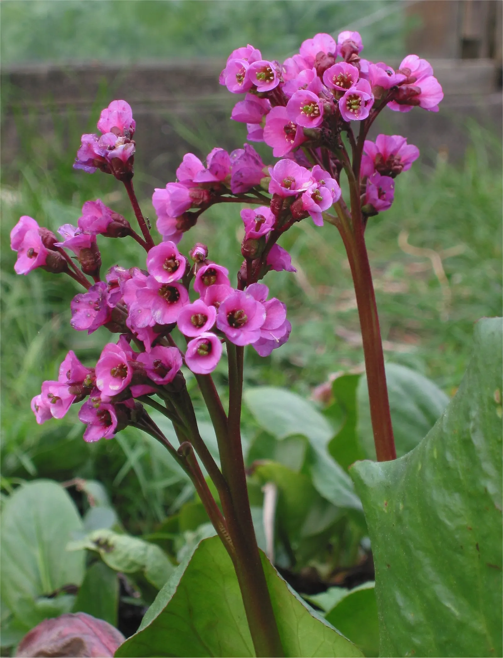Heartleaf Bergenia (Bergenia Cordifolia) — heart-shaped leaves that can reach up to 6 to 8 inches in width and a similar length; allowing them to form a dense