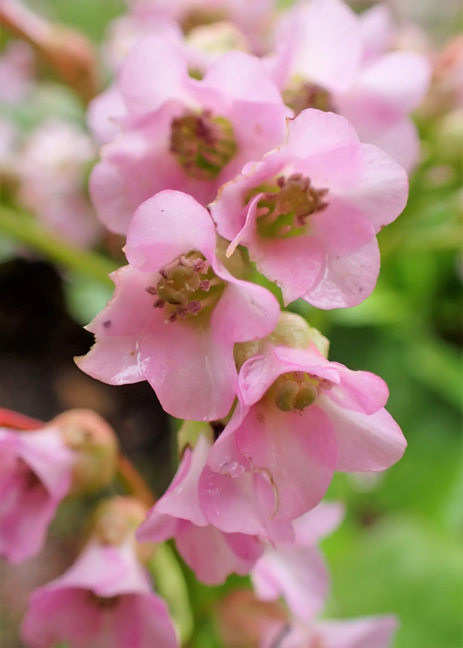 Heartleaf Bergenia (Bergenia Cordifolia) — Heartleaf Bergenia prefers a location with partial to full shade and well-draining soil; ground cover / perennial