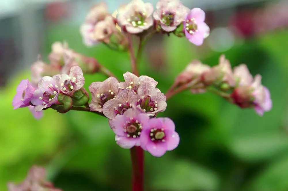 Heartleaf Bergenia (Bergenia Cordifolia) — space these perennials about 12 to 18 inches apart to ensure proper room for growth