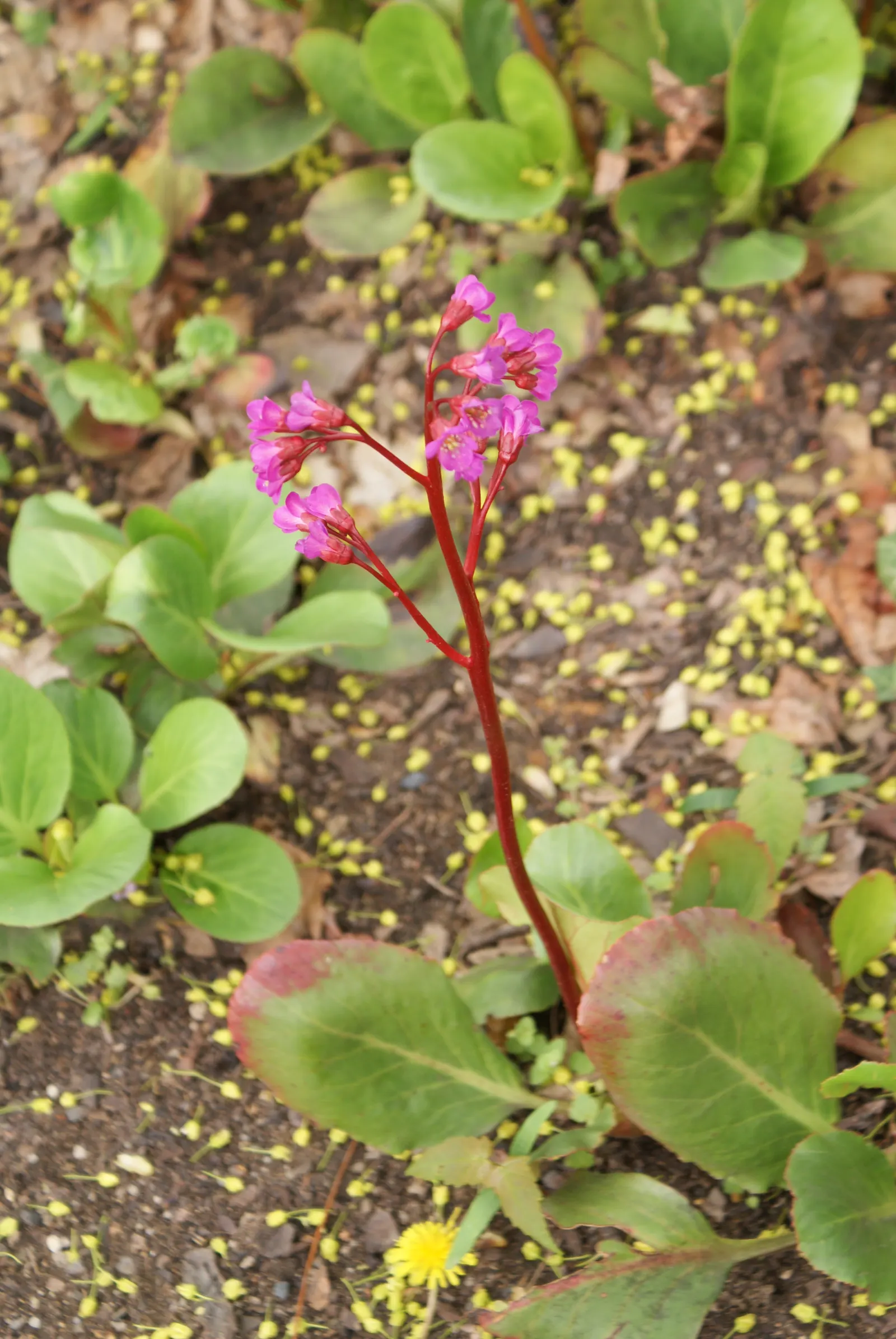 Heartleaf Bergenia (Bergenia Cordifolia) — space these perennials about 12 to 18 inches apart to ensure proper room for growth; which rise above the foliage on