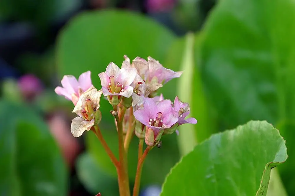 Heartleaf Bergenia (Bergenia Cordifolia) — clump-forming perennial that's a staple in many gardens due to its robust nature and year-round, image 65