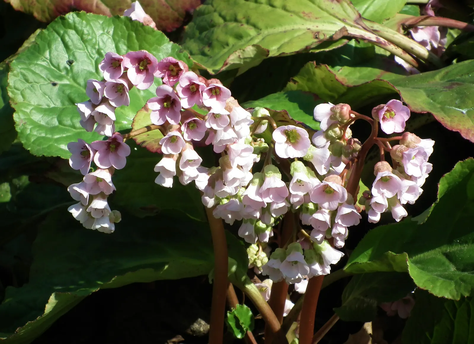 Heartleaf Bergenia (Bergenia Cordifolia) — Additionally, Bergenia cordifolia is low maintenance and resists most pests and diseases; ground cover / perennial