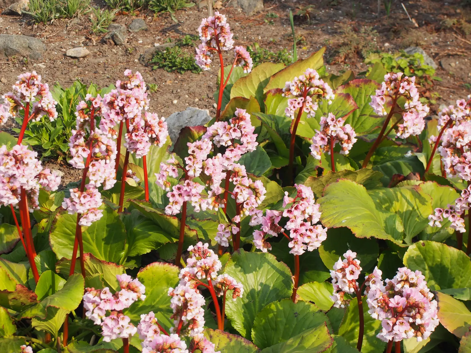 Heartleaf Bergenia (Bergenia Cordifolia) — It boasts thick, heart-shaped leaves reaching up to 8 inches across, with a leathery texture; providing, image 60