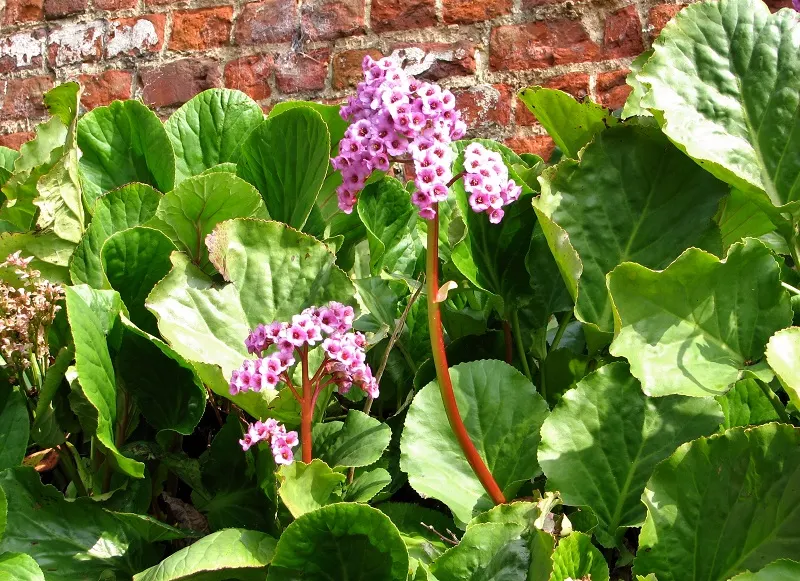 Heartleaf Bergenia (Bergenia Cordifolia) — These blossoms are not only visually pleasing but also attract pollinators such as hummingbirds and bees