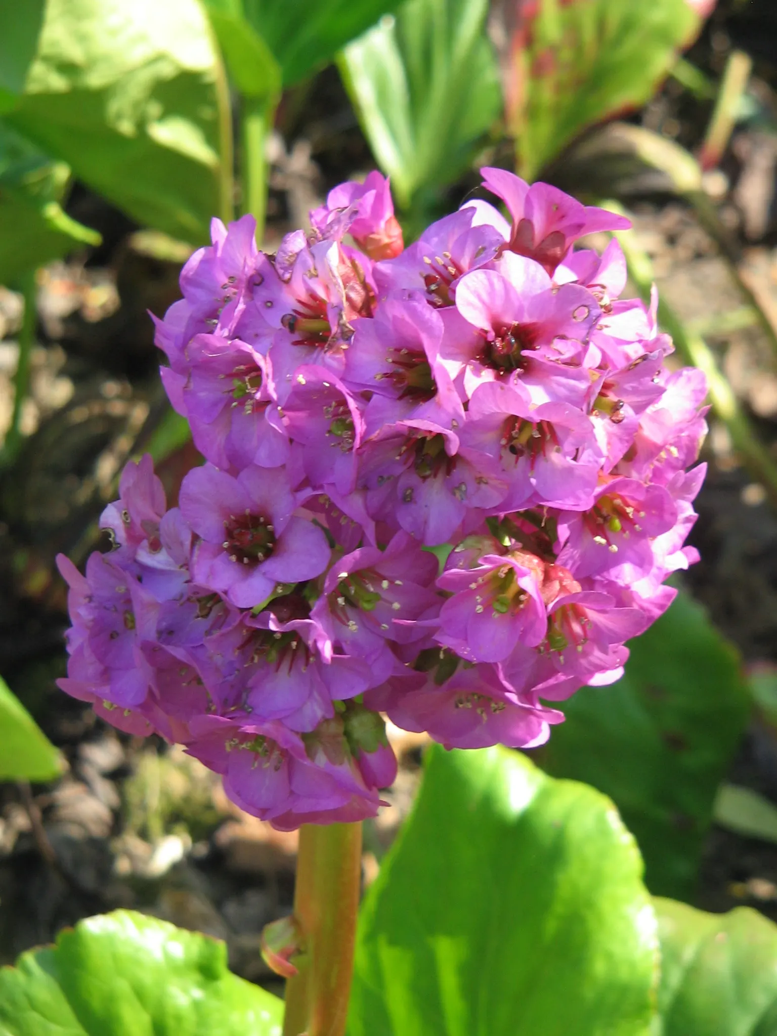 Heartleaf Bergenia (Bergenia Cordifolia) — pink flowers in the garden; bergenia cordifolia produces dense clusters of bell-shaped flowers in shades of pink