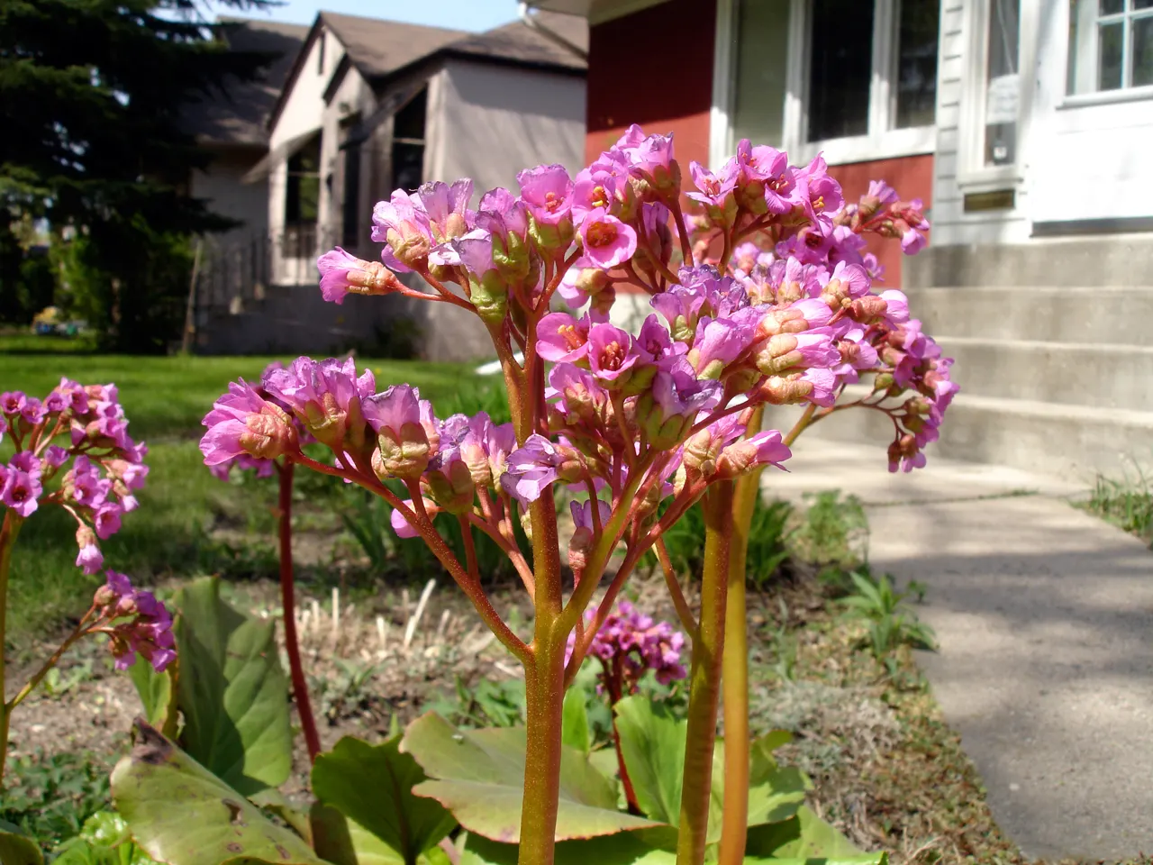 Heartleaf Bergenia (Bergenia Cordifolia) — tolerating temperature ranges down to -30&deg;F