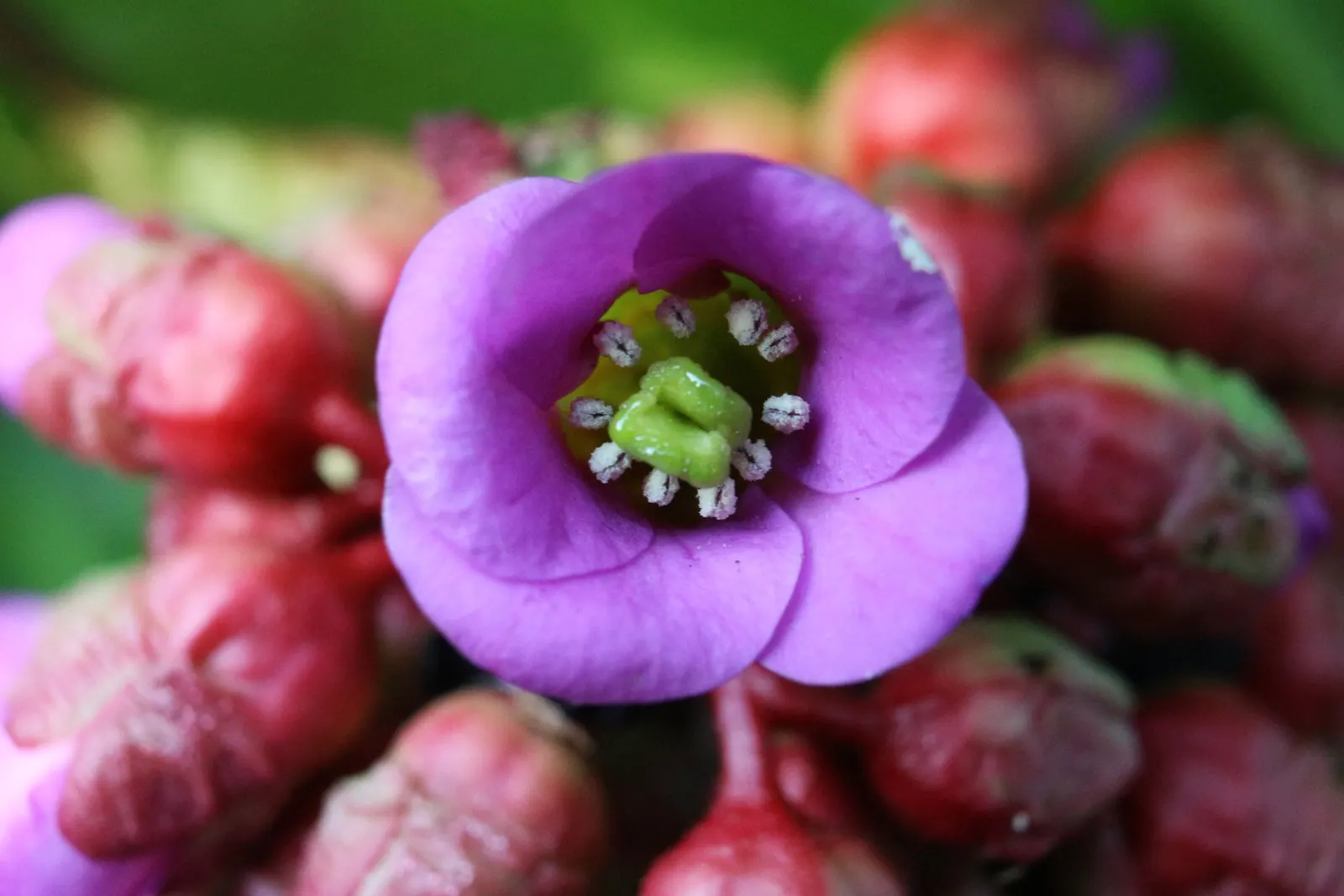 Heartleaf Bergenia (Bergenia Cordifolia) — When planning your garden; scientifically known as Bergenia cordifolia