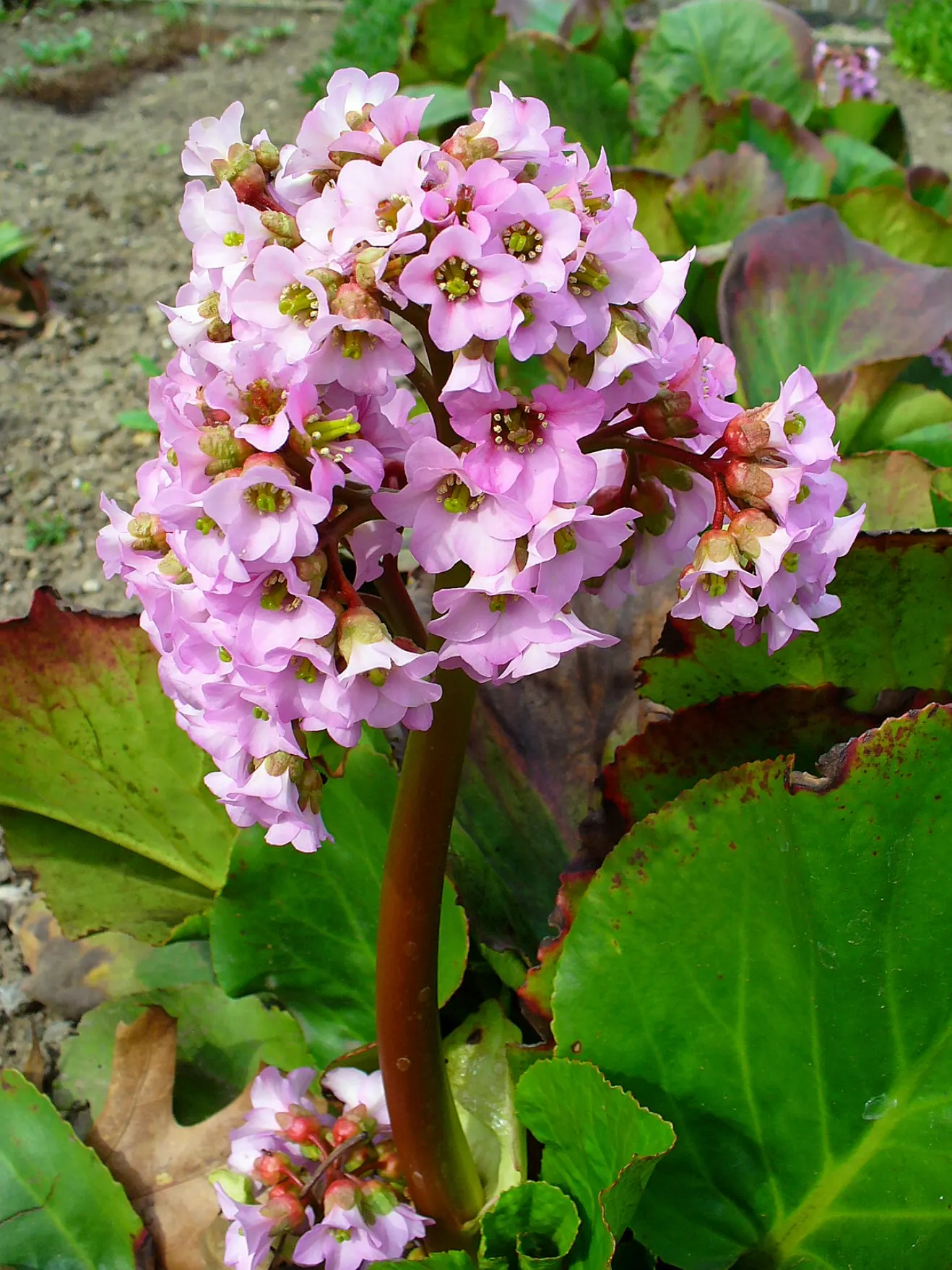 Heartleaf Bergenia (Bergenia Cordifolia) — The evergreen nature of Bergenia cordifolia makes it an ideal selection for year-round structure in borders; pink