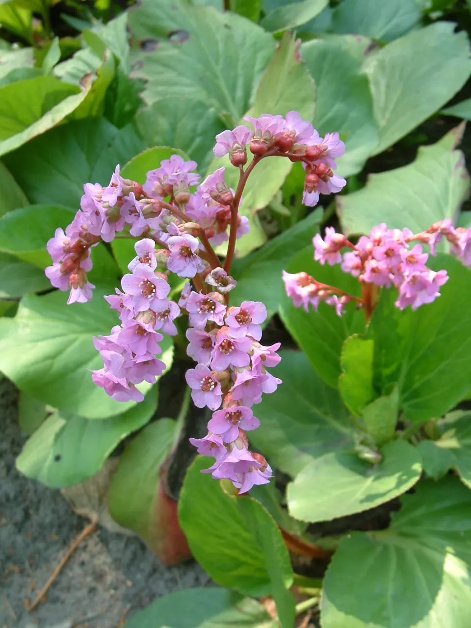 Heartleaf Bergenia (Bergenia Cordifolia) — tolerating temperature ranges down to -30&deg;F; upright stems that are typically about 12 to 18 inches tall