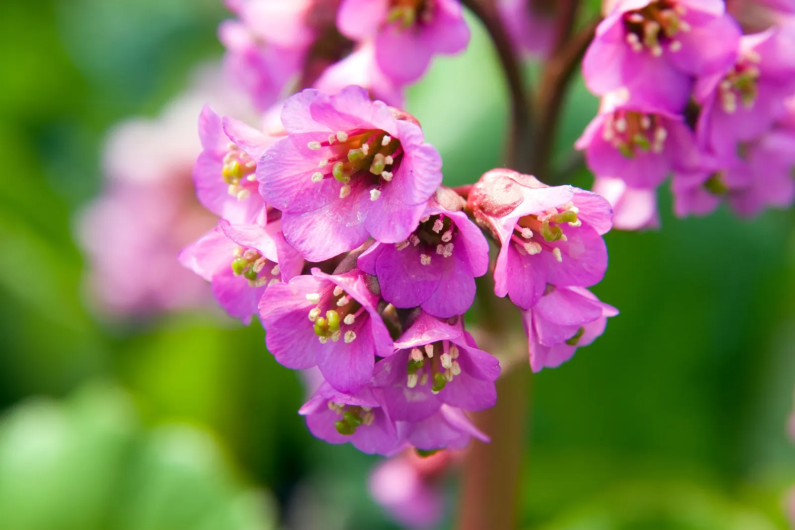 Heartleaf Bergenia (Bergenia Cordifolia) — pink flowers in the garden