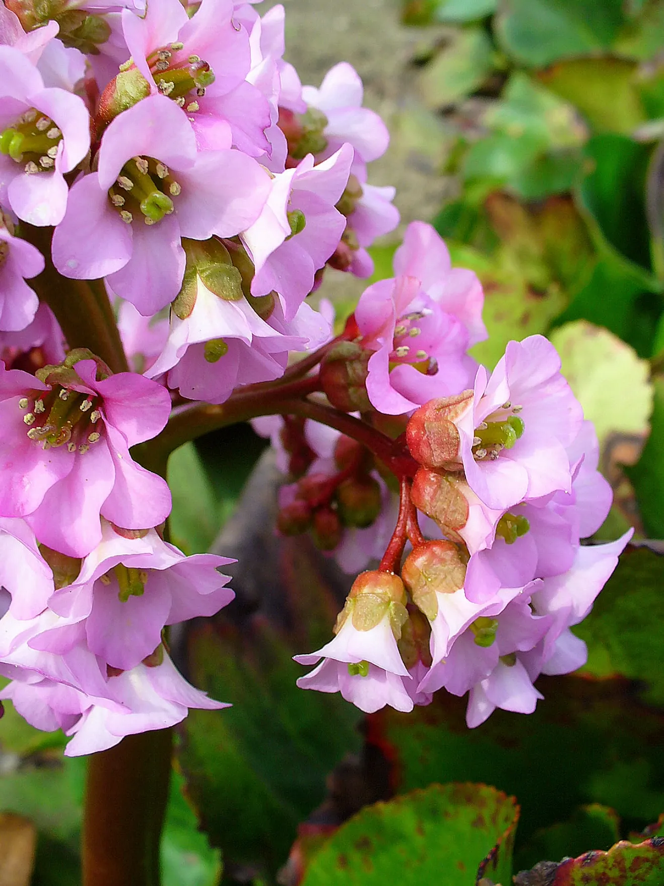 Heartleaf Bergenia (Bergenia Cordifolia) — allowing them to form a dense ground cover over time; making it an excellent choice for gardens in USDA Hardiness