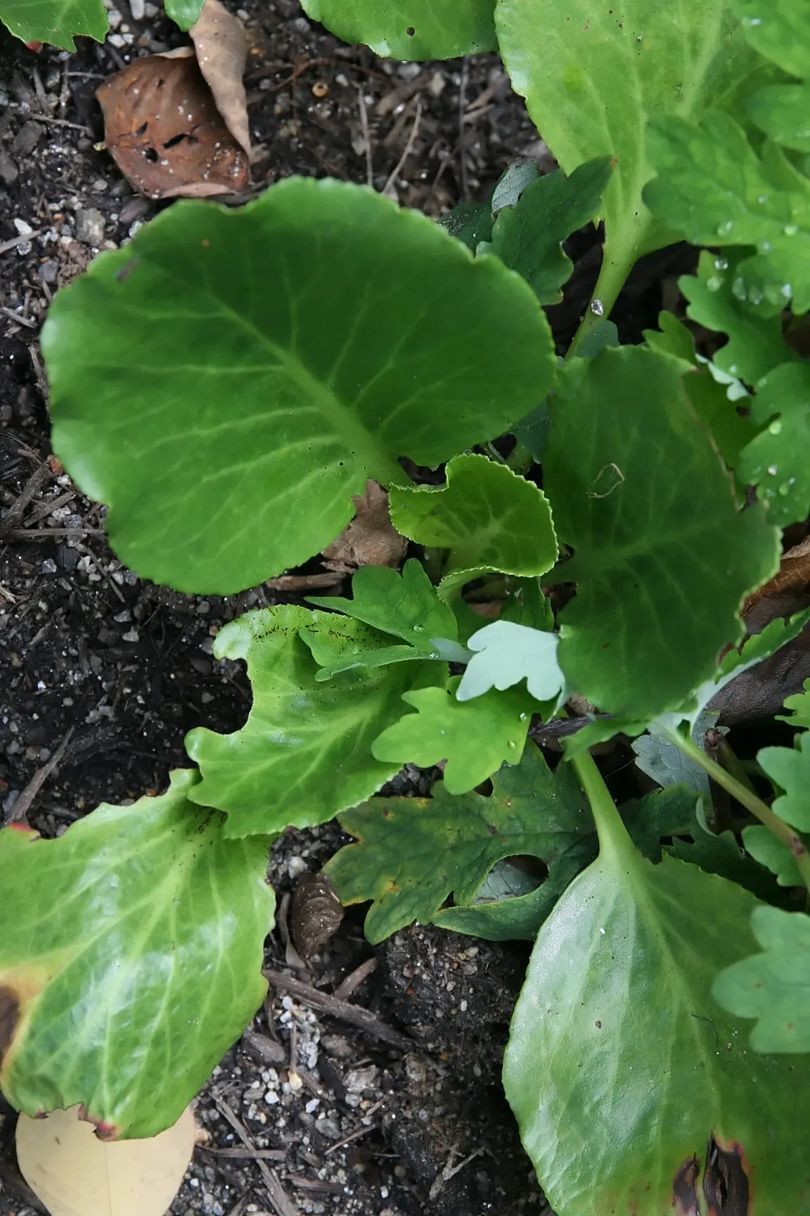 Heartleaf Bergenia (Bergenia Cordifolia) — allowing them to form a dense ground cover over time