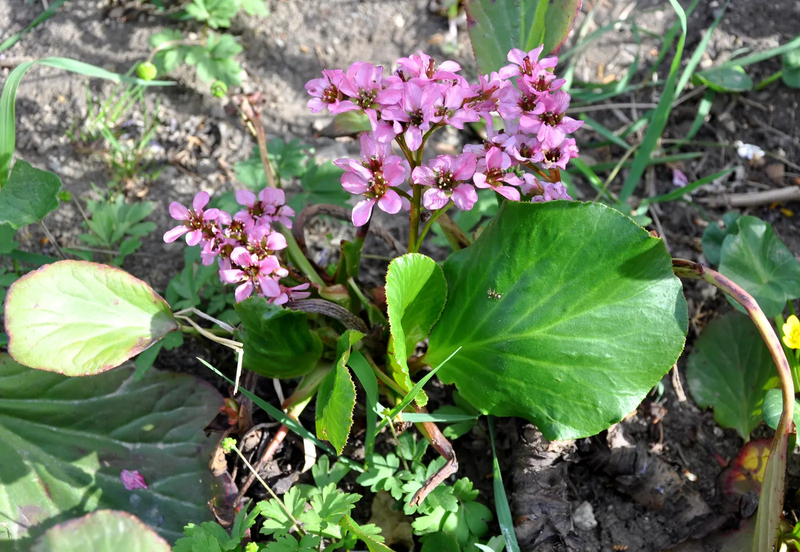 Heartleaf Bergenia (Bergenia Cordifolia) — verdant texture to your garden; it boasts thick, heart-shaped leaves reaching up to 8 inches across, with a leathery