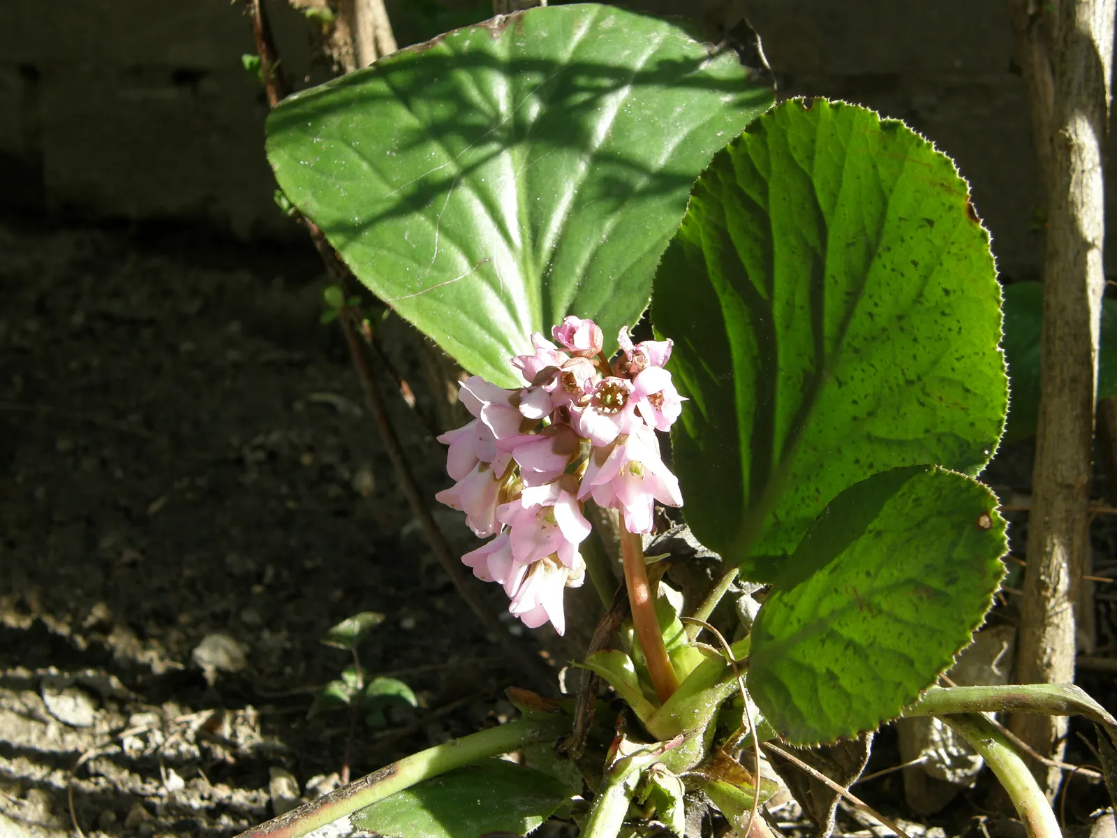 Heartleaf Bergenia (Bergenia Cordifolia) — This plant is known for its durability