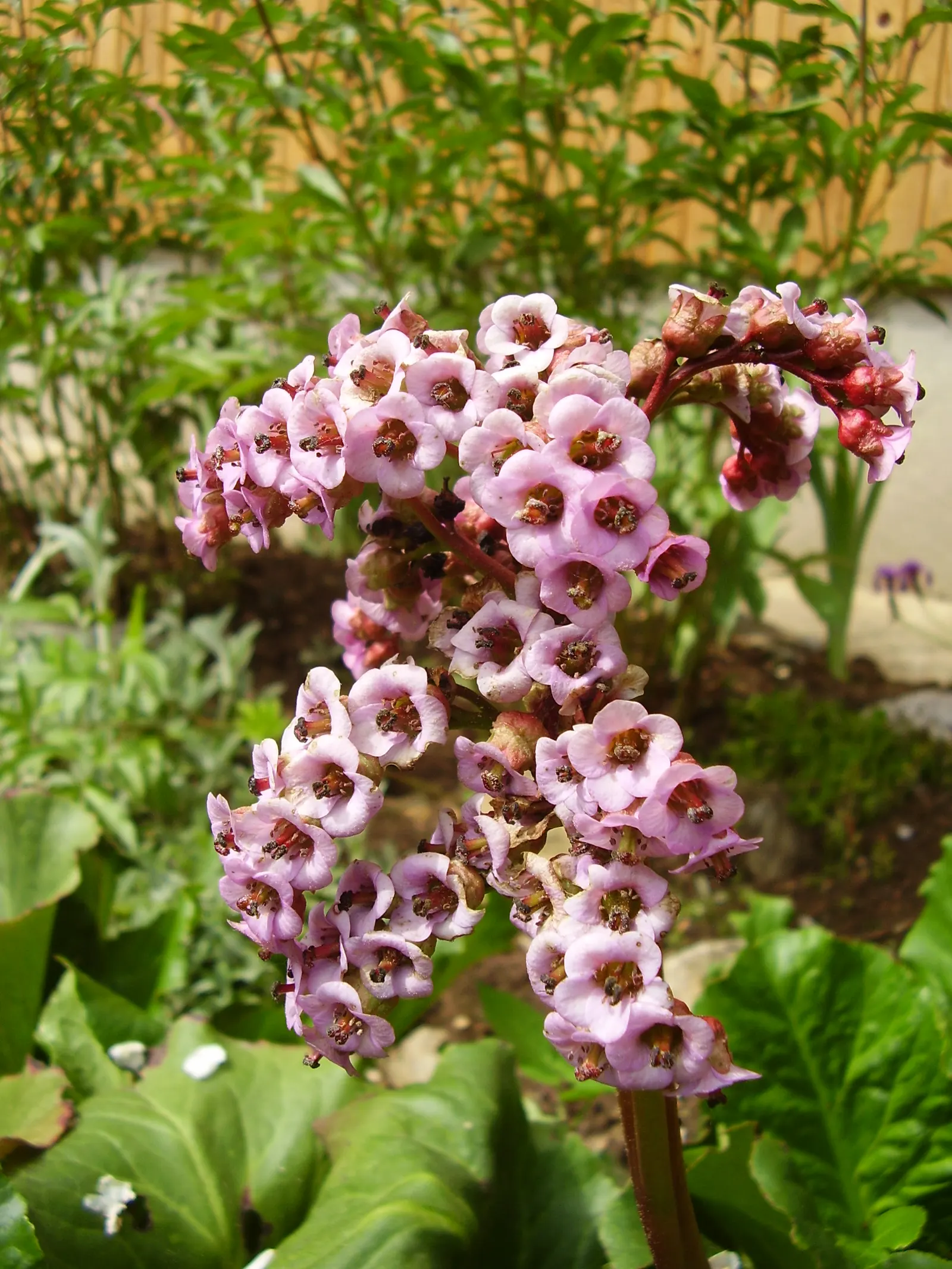 Heartleaf Bergenia (Bergenia Cordifolia) — verdant texture to your garden