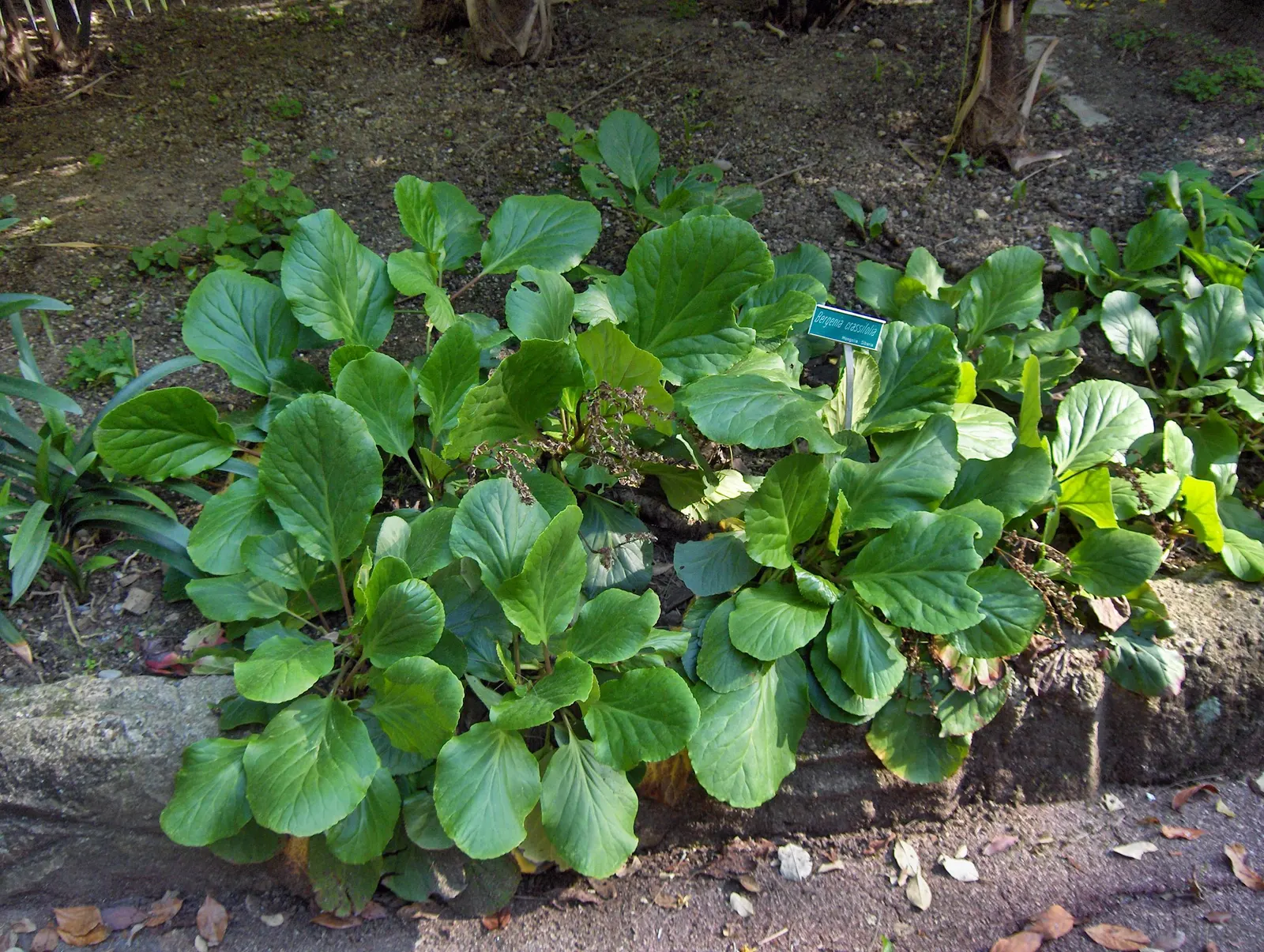 Heartleaf Bergenia (Bergenia Cordifolia) — clump-forming perennial that's a staple in many gardens due to its robust nature and year-round interest