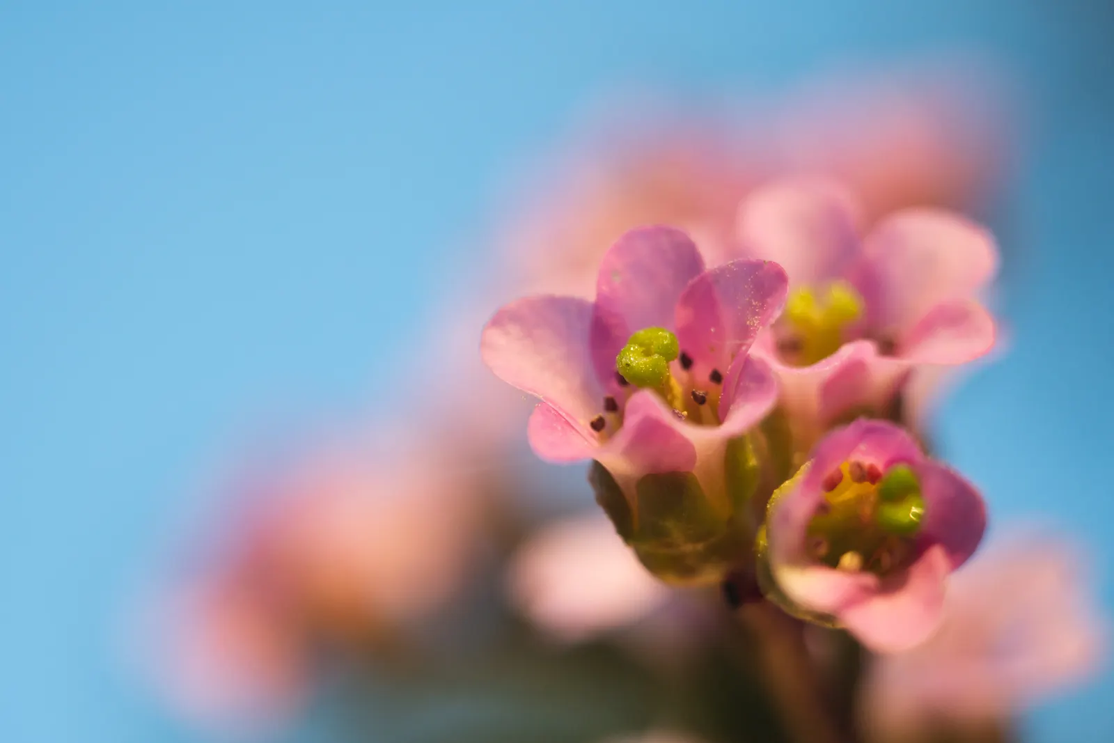 Heartleaf Bergenia (Bergenia Cordifolia) — ground cover / perennial for half or shade