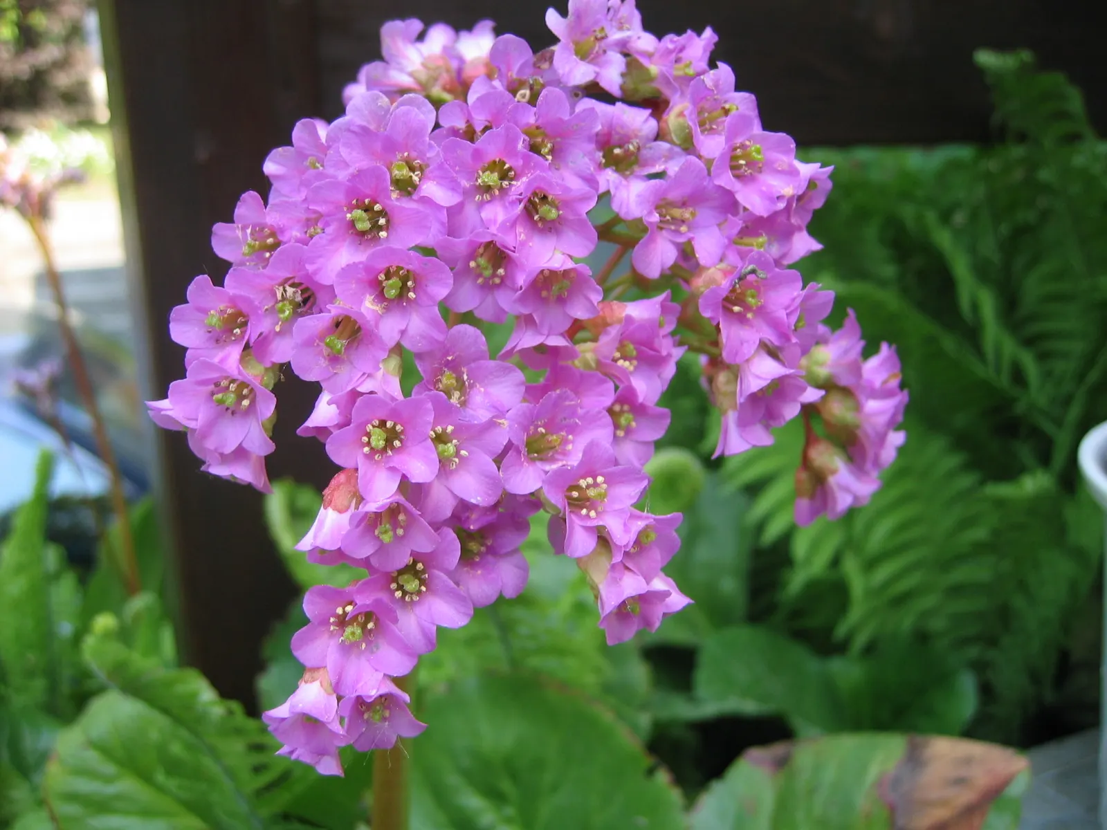 Heartleaf Bergenia (Bergenia Cordifolia) — In spring, erect flower stems rise to 12-18 inches, adorned with dense clusters of pink blossoms; this plant is